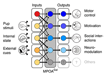 Functional architecture of the MPOAGal circuit. Broad, state- and sex-specifically activated inputs converge onto largely non-overlapping, projection-defined MPOAGal subpopulations that elicit specific aspects of parental behavior.